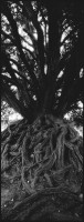http://www.nikstrangelove.com/files/gimgs/th-15_Tree&RootsWaverley2021.jpg