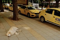 http://www.nikstrangelove.com/files/gimgs/th-15_dog&taxis.jpg